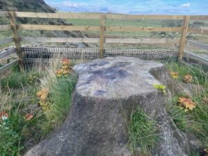 Sycamore Gap Tree stump